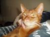 Abyssinier Marica Moulin Rouge