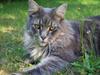Maine Coon Bufas