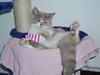 British Shorthair GODTEN  RIP 12/4-2010