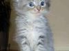 Maine Coon Nala