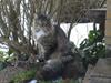 Maine Coon Hannibal