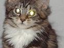 Maine Coon Becca