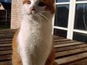 Huskat Findus *RIP*