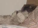 Perser Phillip blue bauer R.I.P