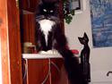 Maine Coon mille
