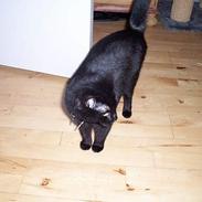 Huskat ~^*^Nicki^*^~