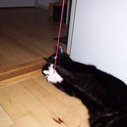 Huskat ~^*^Nicki^*^~