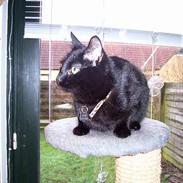 Huskat ~^*^Nicki^*^~