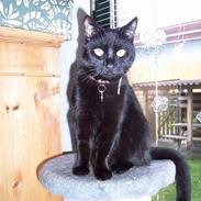 Huskat ~^*^Nicki^*^~