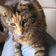 Maine Coon Ditocas Mikki