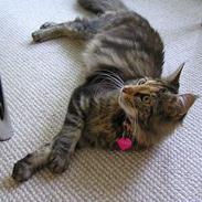 Maine Coon Ditocas Mikki