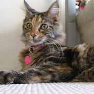 Maine Coon Ditocas Mikki