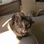Maine Coon Ditocas Mikki