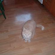 Huskat Bambi DØD. 31/7-09