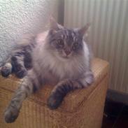Maine Coon Timon