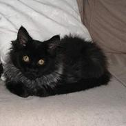 Maine Coon Kenzo