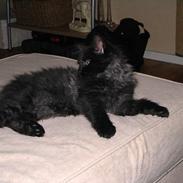 Maine Coon Kenzo