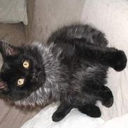 Maine Coon Kenzo