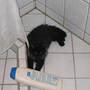 Maine Coon Kenzo
