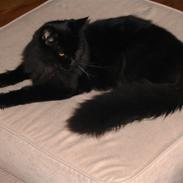 Maine Coon Kenzo