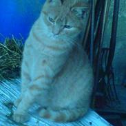 Blanding af racer Hannibal