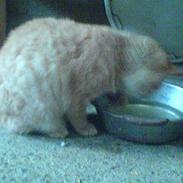 Blanding af racer Hannibal