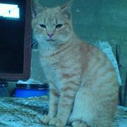 Blanding af racer Hannibal