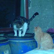 Blanding af racer Hannibal