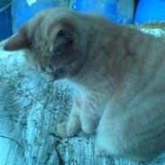 Blanding af racer Hannibal