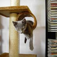 Russian Blue Mitzi