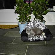 Russian Blue Mitzi