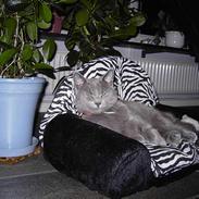 Russian Blue Mitzi