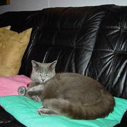 Russian Blue Mitzi