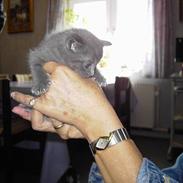 Russian Blue Mitzi