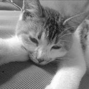 Blanding af racer Mini