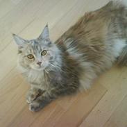 Maine Coon Silke