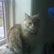 Maine Coon Silke