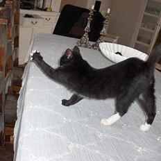 Blanding af racer Kaj