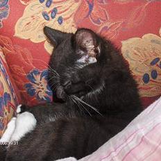 Blanding af racer Kaj