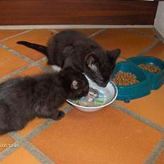 Blanding af racer Kaj