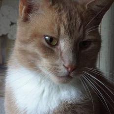 Blanding af racer Gizmo