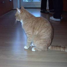 Blanding af racer Gizmo