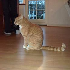 Blanding af racer Gizmo