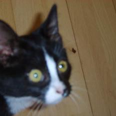 Huskat Gerda *R.I.P*