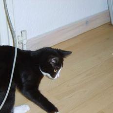 Huskat Gerda *R.I.P*