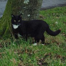 Blanding af racer Chistoffer