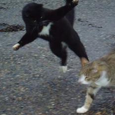 Blanding af racer Chistoffer