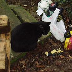 Blanding af racer Chistoffer