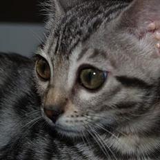 Bengal S*Leopardette´s Pandora