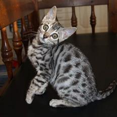 Bengal S*Leopardette´s Pandora